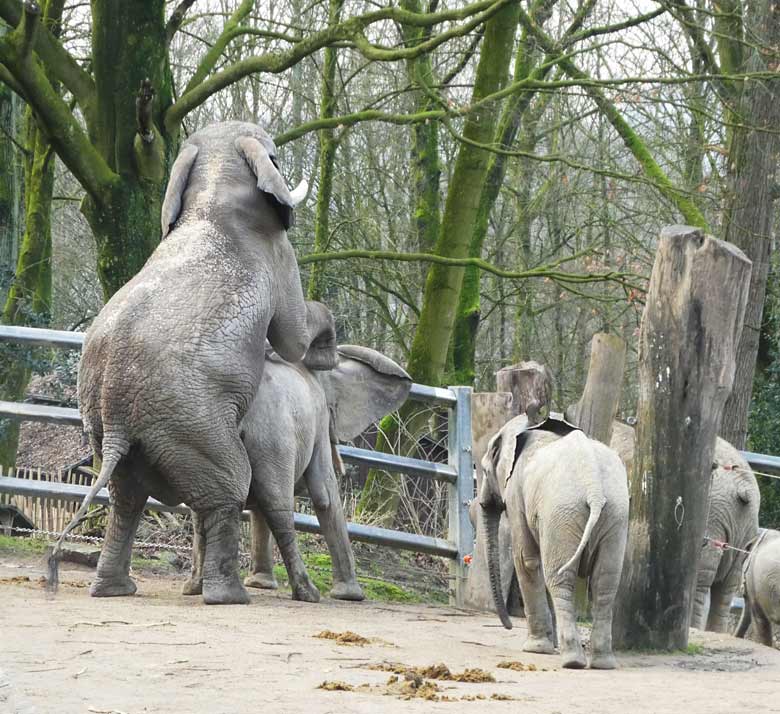 Paarung der Afrikanischen Elefanten TUSKER und SWENI am 27. Januar 2018 auf der Außenanlage am Elefantenhaus im Zoo Wuppertal