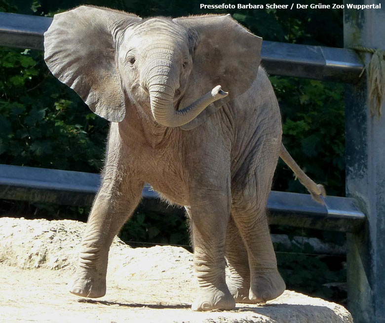 Elefantenmädchen Tuffi am 16. August 2016 auf der Außenanlage im Wuppertaler Zoo (Foto Barbara Scheer - Der Grüne Zoo Wuppertal)