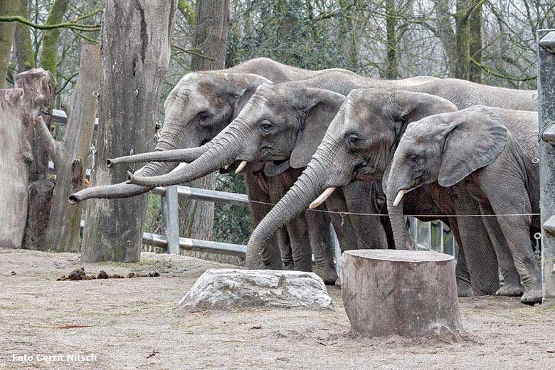 Mitglieder der Wuppertaler Elefantenfamilie verfolgten die Geburtstagsfeier des Elefanten-Jungtiers TUFFI am 16. März 2018 im Zoologischen Garten Wuppertal (Foto Gerrit Nitsch)