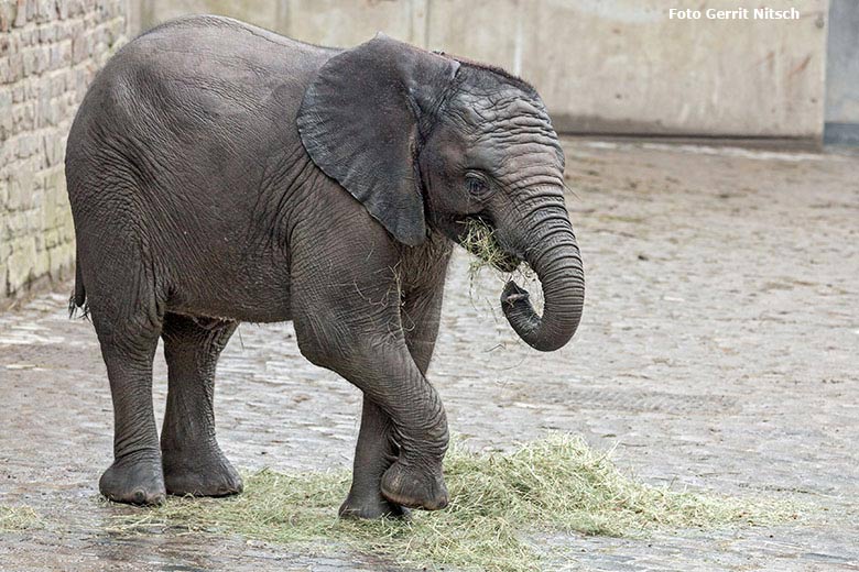 Geburtstags-Heu für Elefanten-Jungtier TUFFI am 16. März 2018 im Zoologischen Garten der Stadt Wuppertal (Foto Gerrit Nitsch)