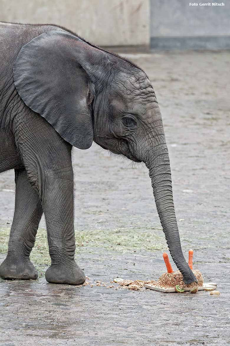 Torte zum zweiten Geburtstag für das Elefanten-Jungtier TUFFI am 16. März 2018 im Wuppertaler Zoo (Foto Gerrit Nitsch)