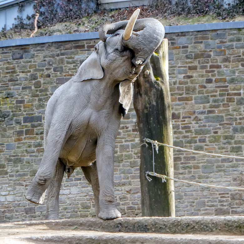 Afrikanischer Elefantenbulle TUSKER am 24. März 2018 auf der Elefanten-Außenanlage im Grünen Zoo Wuppertal