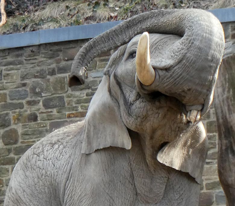 Afrikanischer Elefantenbulle TUSKER am 24. März 2018 auf der Elefanten-Außenanlage im Zoo Wuppertal