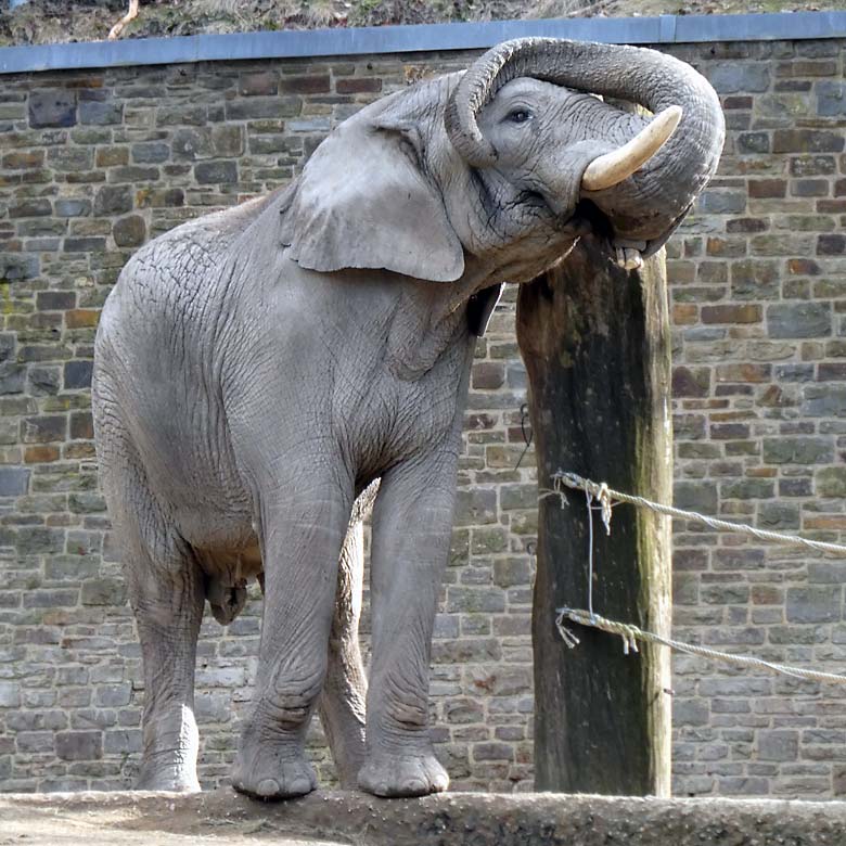 Afrikanischer Elefantenbulle TUSKER am 24. März 2018 auf der Elefanten-Außenanlage im Wuppertaler Zoo