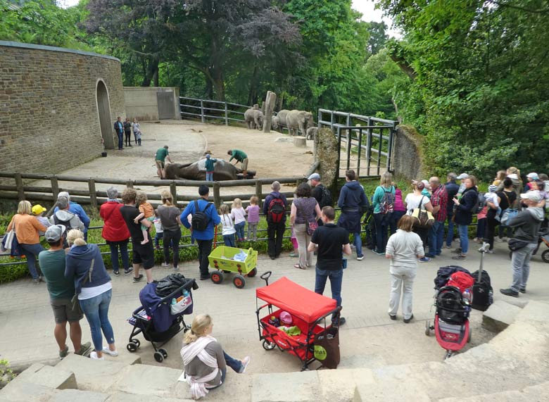 Wäsche eines Afrikanischen Elefanten mit Kinder-Beteiligung am 11. Mai 2018 im Grünen Zoo Wuppertal