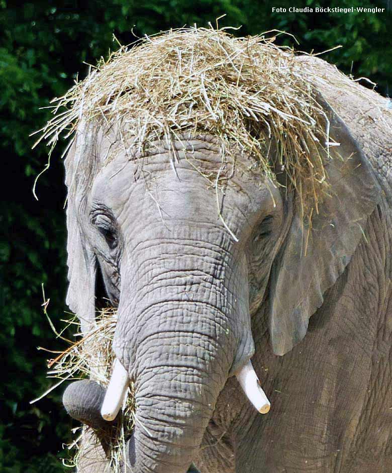 Afrikanischer Elefant mit eigenwilliger Kopfbedeckung am 12. Mai 2018 auf der Außenanlage im Grünen Zoo Wuppertal (Foto Claudia Böckstiegel-Wengler)