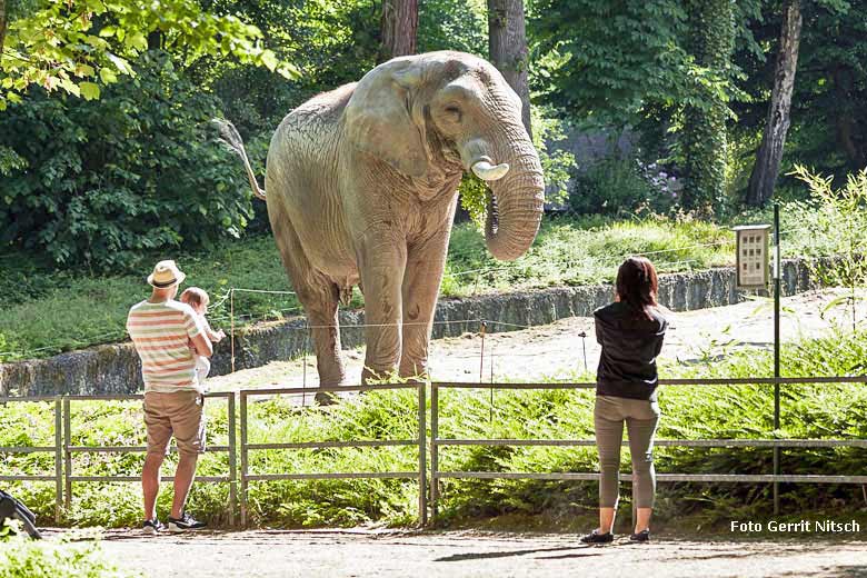 Imposanter Afrikanischer Elefantenbulle TUSKER am 21. Mai 2018 auf der großen Außenanlage im Grünen Zoo Wuppertal (Foto Gerrit Nitsch)