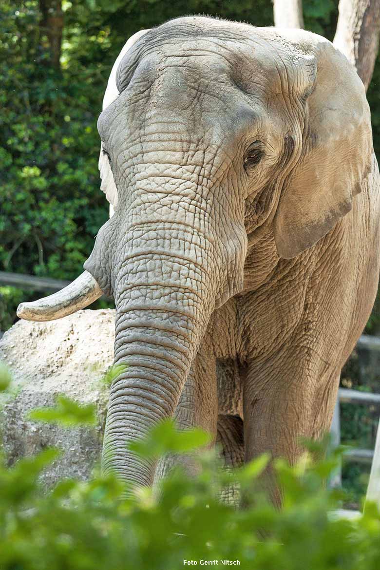 Imposanter Afrikanischer Elefantenbulle TUSKER am 21. Mai 2018 auf der großen Außenanlage im Wuppertaler Zoo (Foto Gerrit Nitsch)