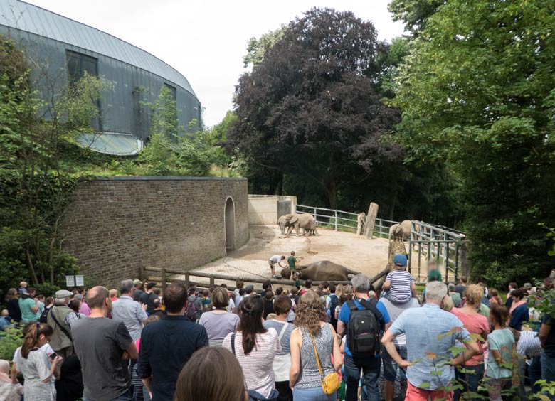 Kommentierte Elefantenpflege am 16. Juni 2018 beim Elefantentag 2018 im Grünen Zoo Wuppertal