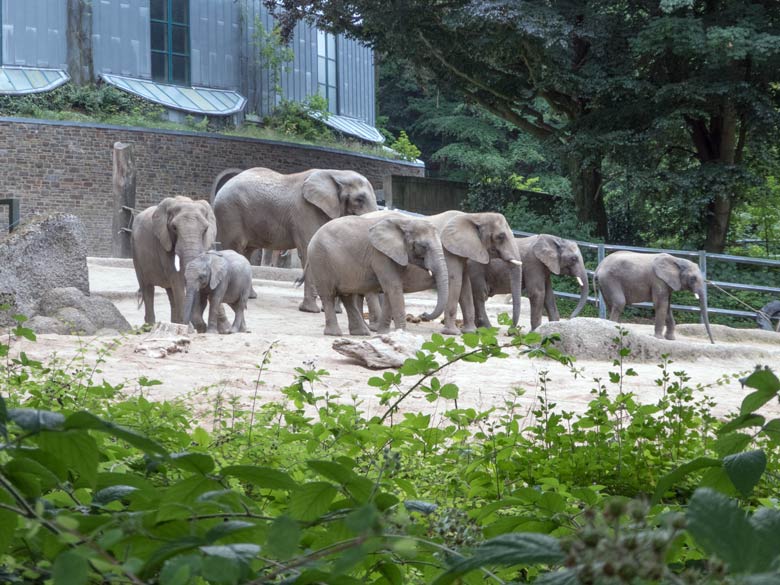 Afrikanische Elefanten am 24. Juni 2018 auf der großen Außenanlage im Zoologischen Garten Wuppertal