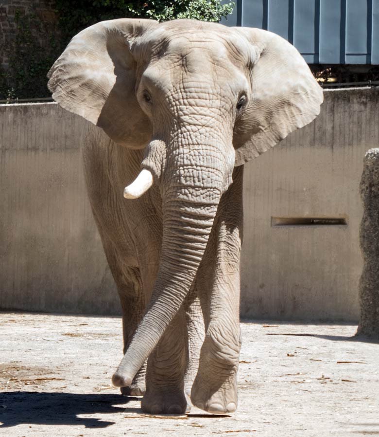 Afrikanischer Elefantenbulle TUSKER am 30. Juni 2018 auf der Bullenanlage im Zoologischen Garten Wuppertal