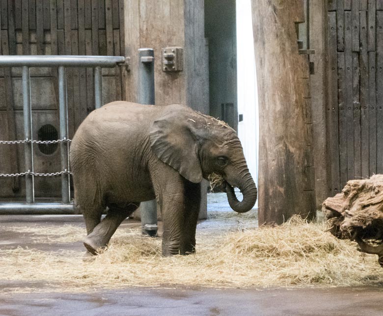 Afrikanisches Elefanten-Jungtier TUFFI am 27. Juli 2018 im Elefantenhaus im Wuppertaler Zoo