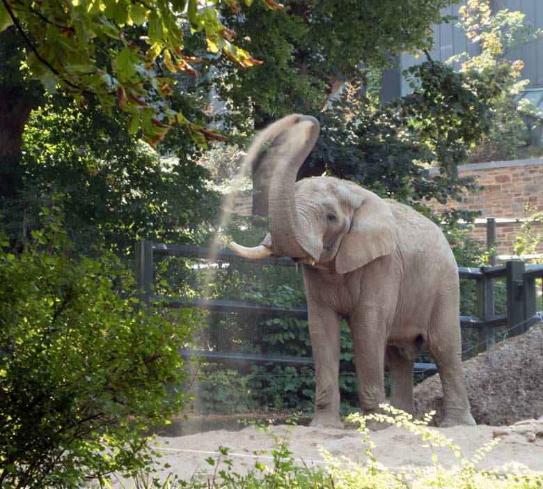Afrikanischer Elefanten-Bulle TUSKER am 27. Juli 2018 auf der großen Außenanlage im Grünen Zoo Wuppertal