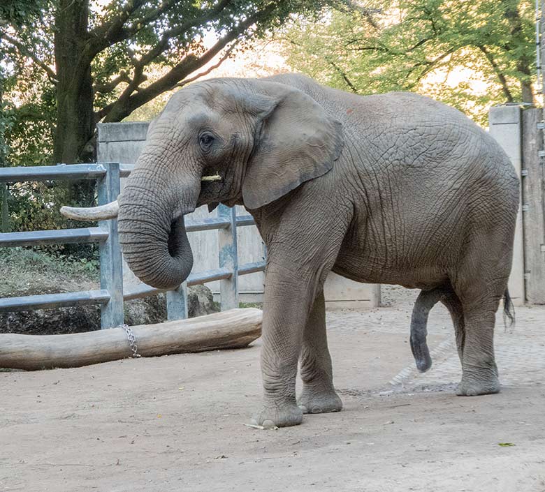 Afrikanischer Elefanten-Bulle TUSKER am 14. Oktober 2018 auf der Außenanlage im Zoo Wuppertal