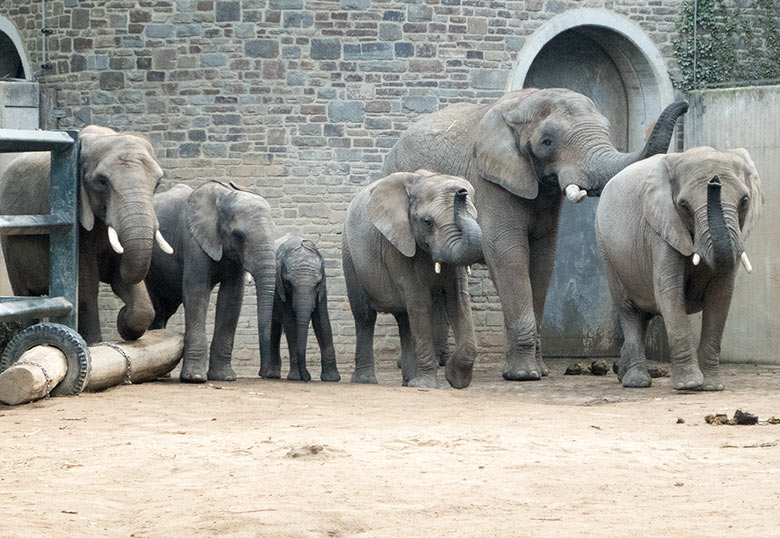 Afrikanische Elefanten-Familie am 20. Oktober 2018 auf der Außenanlage im Zoologischen Garten Wuppertal