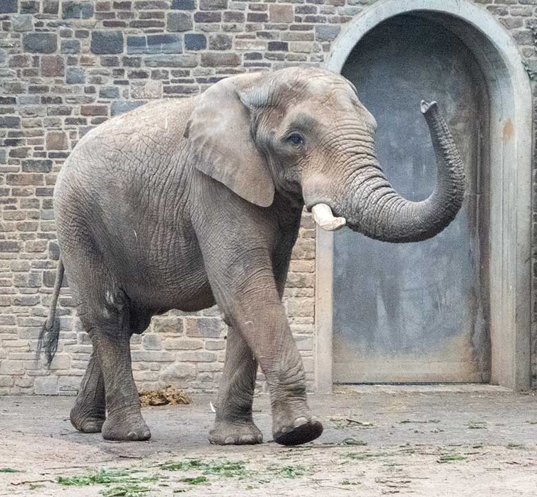 Afrikanischer Elefanten-Bulle TUSKER am 29. Dezember 2018 auf der Außenanlage im Grünen Zoo Wuppertal