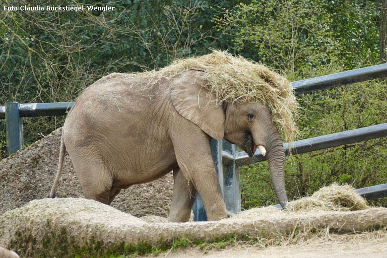 Afrikanischer Elefant am 28. März 2019 auf der Außenanlage im Zoologischen Garten Wuppertal (Foto Claudia Böckstiegel-Wengler)