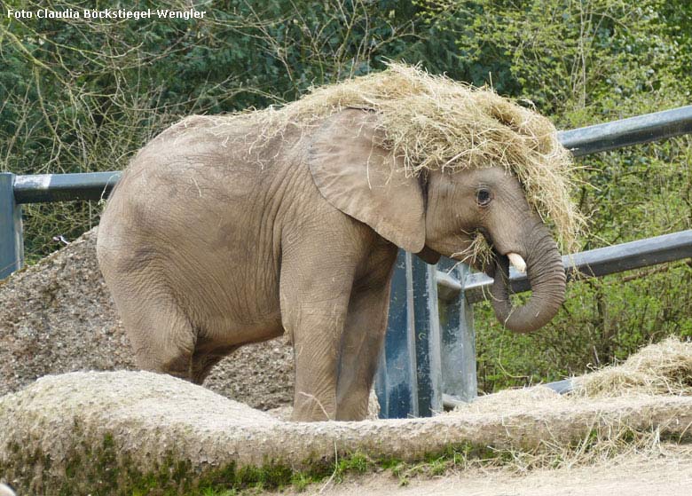 Afrikanischer Elefant am 28. März 2019 auf der Außenanlage im Wuppertaler Zoo (Foto Claudia Böckstiegel-Wengler)