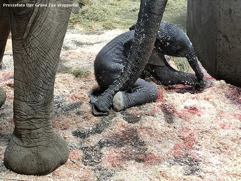 Afrikanische Elefanten-Kuh SABIE mit dem frisch geborenen männlichen Elefanten-Kalb GUS am 20. April 2019 im Elefanten-Haus im Wuppertaler Zoo (Pressefoto Der Grüne Zoo Wuppertal)