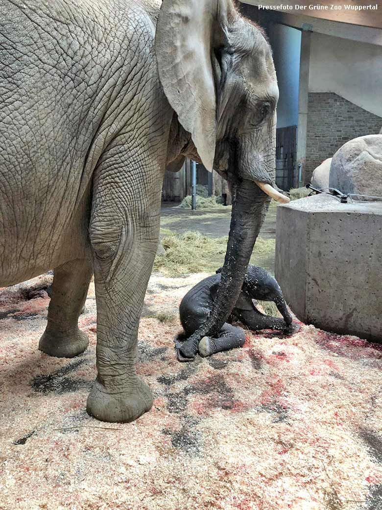 Afrikanische Elefanten-Kuh SABIE mit dem noch namenlosen männlichen Elefanten-Baby am 20. April 2019 im Elefanten-Haus im Wuppertaler Zoo (Pressefoto Der Grüne Zoo Wuppertal)