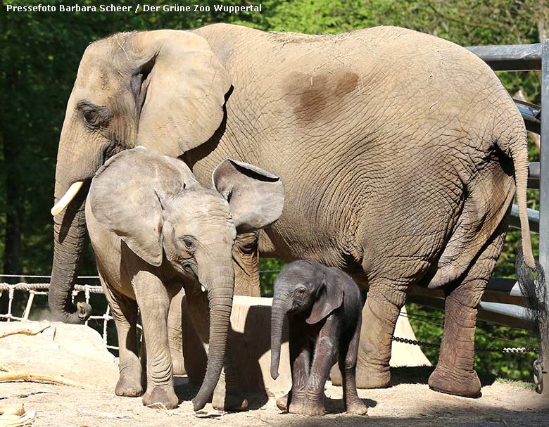 Elefanten-Jungtier GUS mit Mutter SABIE und Schwester TUFFI am 21. April 2019 auf der Außenanlage am Elefanten-Haus im Grünen Zoo Wuppertal (Pressefoto Barbara Scheer - Der Grüne Zoo Wuppertal)