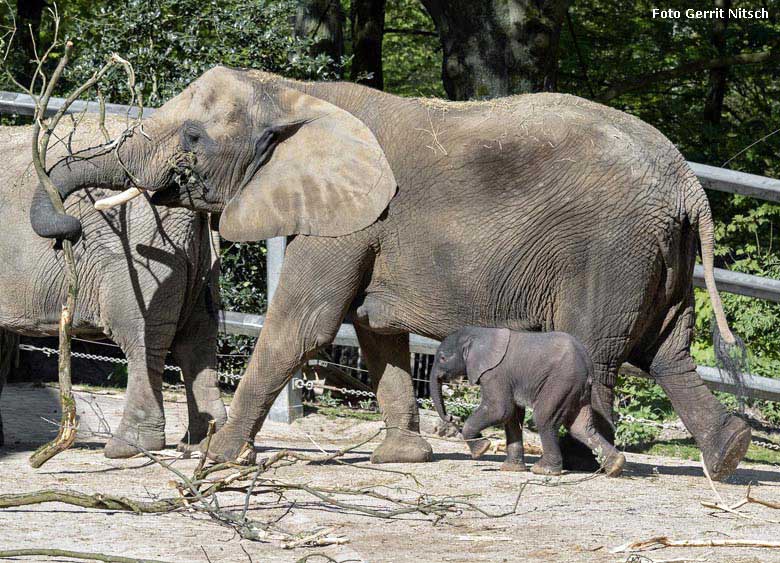 Elefanten-Kalb GUS mit Elefanten-Kuh SABIE am 21. April 2019 auf der Außenanlage am Elefanten-Haus im Grünen Zoo Wuppertal (Foto Gerrit Nitsch)