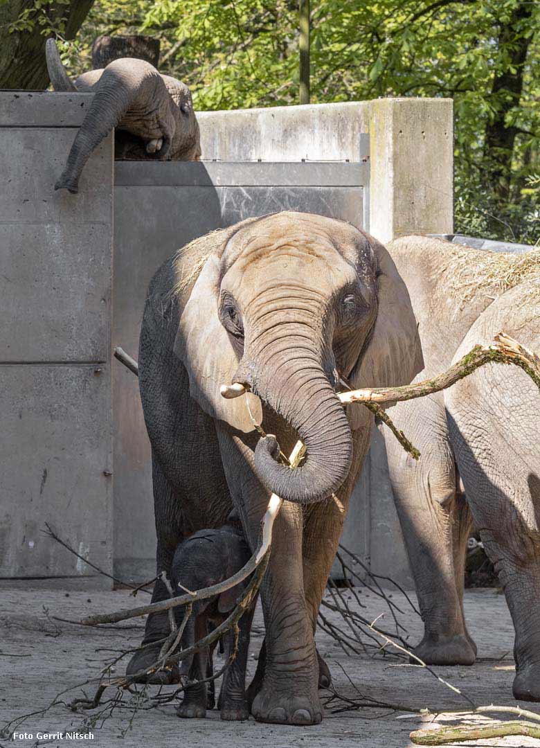 Elefanten-Baby GUS mit Mutter SABIE und Vater TUSKER am 21. April 2019 auf der Außenanlage am Elefanten-Haus im Wuppertaler Zoo (Foto Gerrit Nitsch)