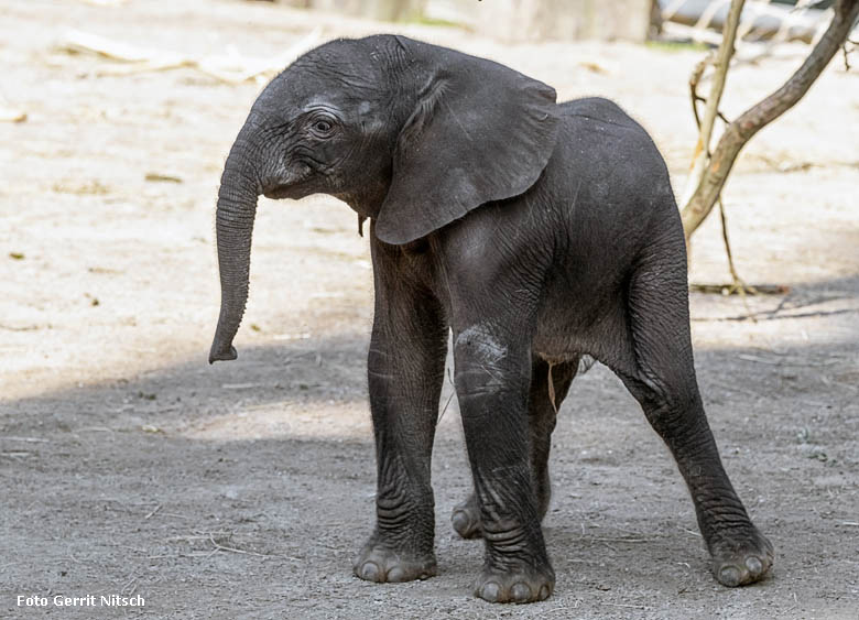 Elefanten-Baby GUS am 21. April 2019 auf der Außenanlage am Elefanten-Haus im Grünen Zoo Wuppertal (Foto Gerrit Nitsch)