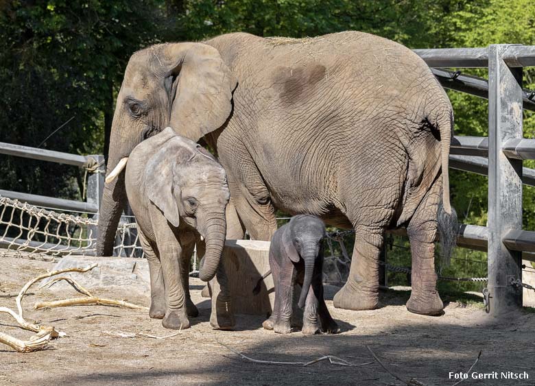 Elefanten-Kalb GUS mit Schwester TUFFI und Mutter SABIE am 21. April 2019 auf der Außenanlage am Elefanten-Haus im Wuppertaler Zoo (Foto Gerrit Nitsch)