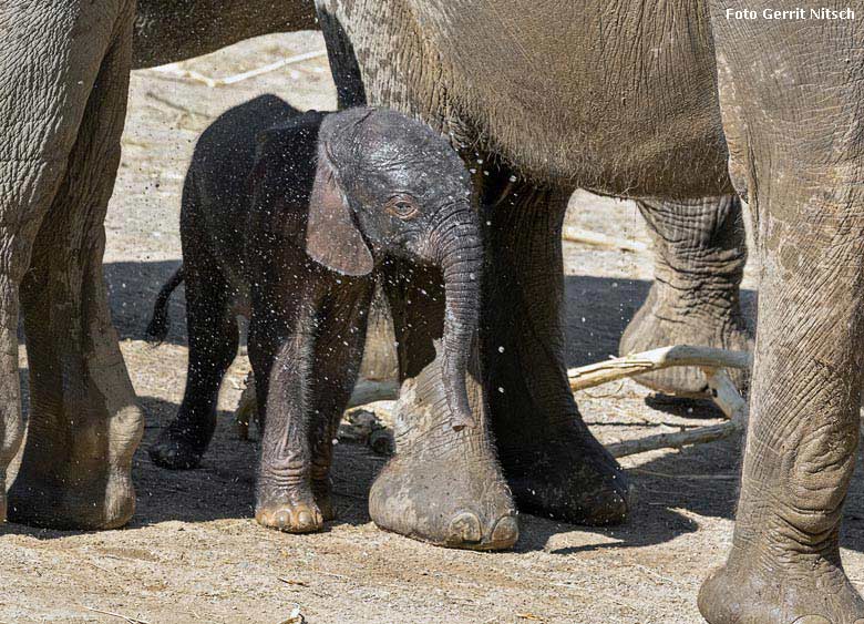 Elefanten-Kalb GUS am 21. April 2019 auf der Außenanlage am Elefanten-Haus im Zoologischen Garten der Stadt Wuppertal (Foto Gerrit Nitsch)