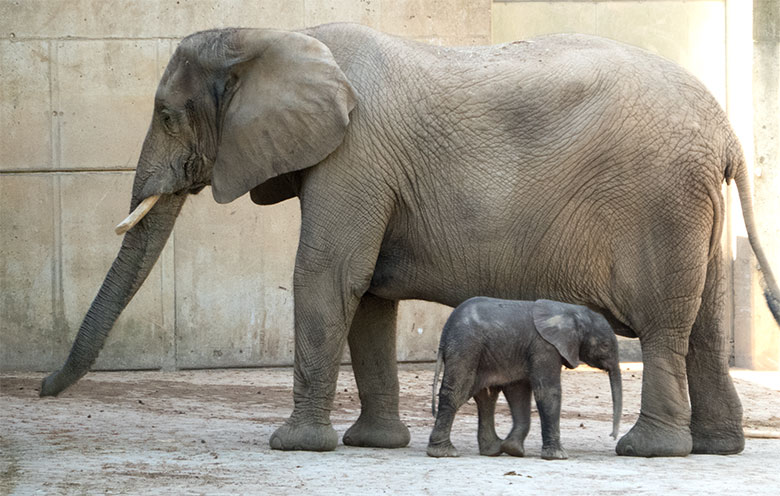 Elefanten-Kuh SABIE mit Elefanten-Kalb GUS am 22. April 2019 auf der Außenanlage am Elefanten-Haus im Grünen Zoo Wuppertal