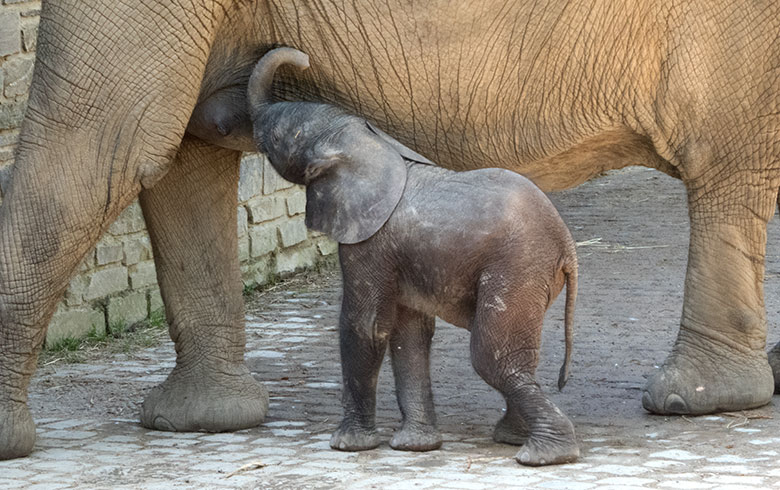 Elefanten-Kalb GUS am 22. April 2019 auf der Außenanlage am Elefanten-Haus im Grünen Zoo Wuppertal