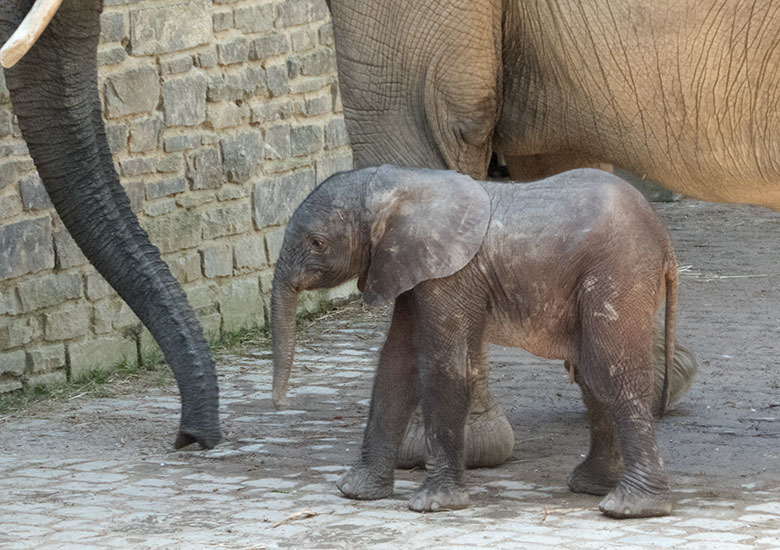 Elefanten-Kalb GUS am 22. April 2019 auf der Außenanlage am Elefanten-Haus im Zoologischen Garten der Stadt Wuppertal