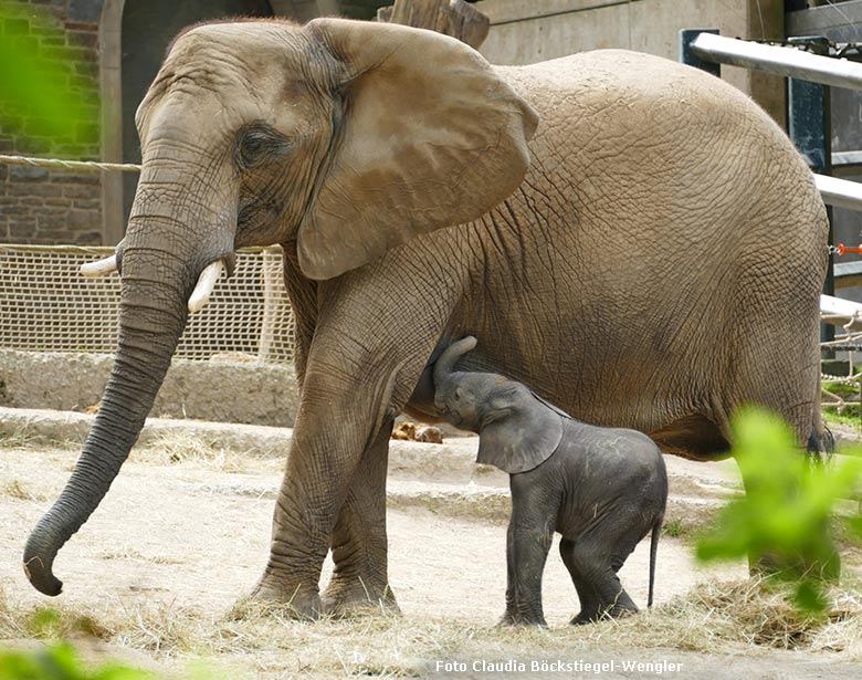 Elefanten-Jungtier GUS mit Mutter SABIE am 23. April 2019 auf der Außenanlage am Elefanten-Haus im Zoologischen Garten Wuppertal (Foto Claudia Böckstiegel-Wengler)