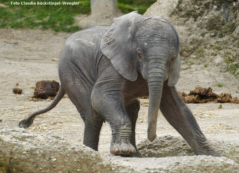 Elefanten-Jungtier GUS am 23. April 2019 auf der Außenanlage am Elefanten-Haus im Wuppertaler Zoo (Foto Claudia Böckstiegel-Wengler)