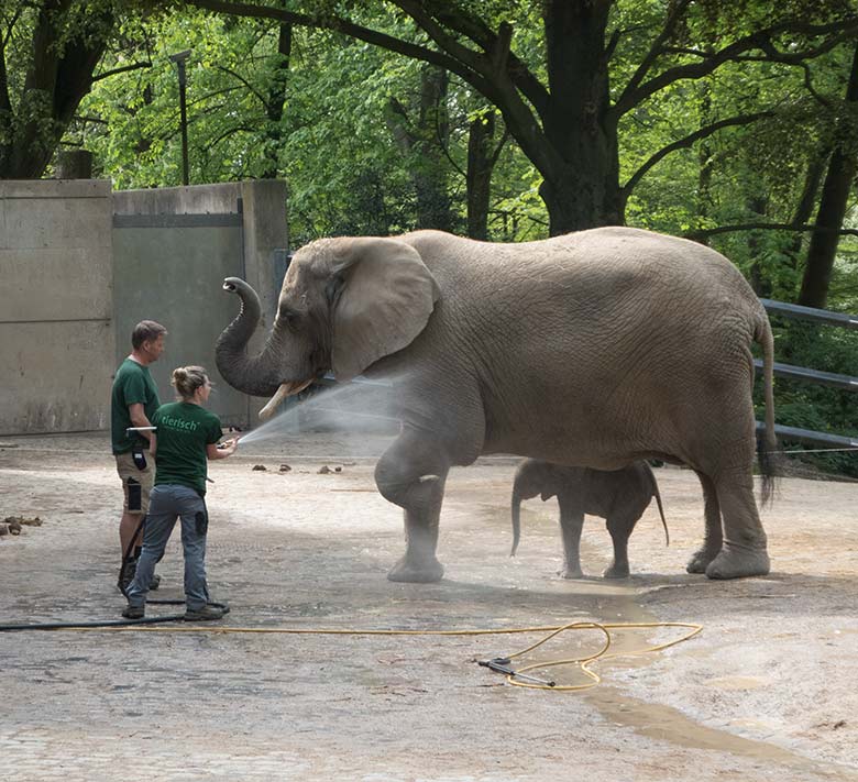 Dusche für Elefanten-Jungtier GUS am 23. April 2019 auf der Außenanlage am Elefanten-Haus im Zoo Wuppertal