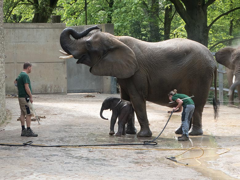 Dusche für Elefanten-Jungtier GUS am 23. April 2019 auf der Außenanlage am Elefanten-Haus im Zoo Wuppertal