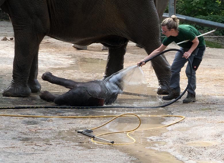 Dusche für Elefanten-Jungtier GUS am 23. April 2019 auf der Außenanlage am Elefanten-Haus im Zoologischen Garten der Stadt Wuppertal