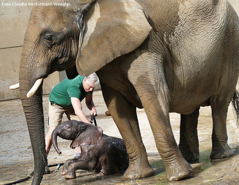 Dusche für Elefanten-Jungtier GUS am 24. April 2019 auf der Außenanlage am Elefanten-Haus im Wuppertaler Zoo (Foto Claudia Böckstiegel-Wengler)