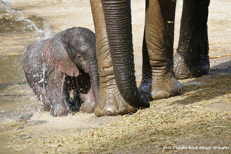 Dusche für Elefanten-Jungtier GUS am 24. April 2019 auf der Außenanlage am Elefanten-Haus im Zoologischen Garten der Stadt Wuppertal (Foto Claudia Böckstiegel-Wengler)