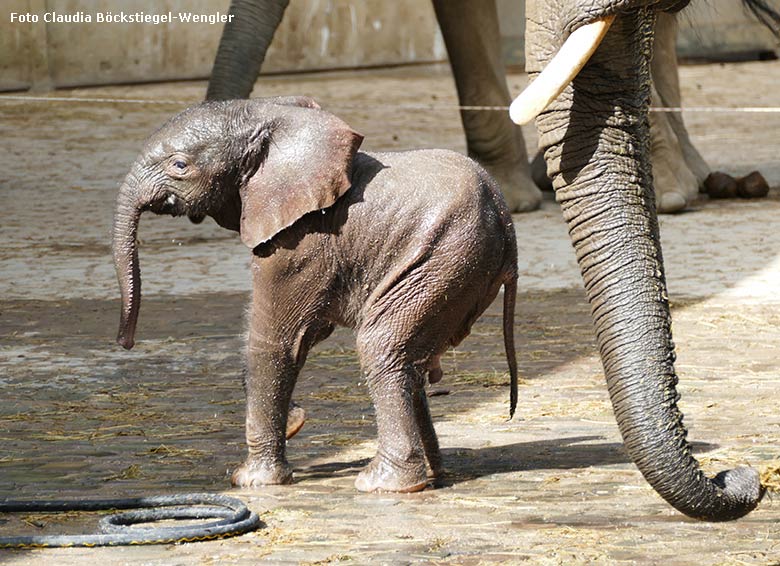 Dusche für Elefanten-Jungtier GUS am 24. April 2019 auf der Außenanlage am Elefanten-Haus im Wuppertaler Zoo (Foto Claudia Böckstiegel-Wengler)