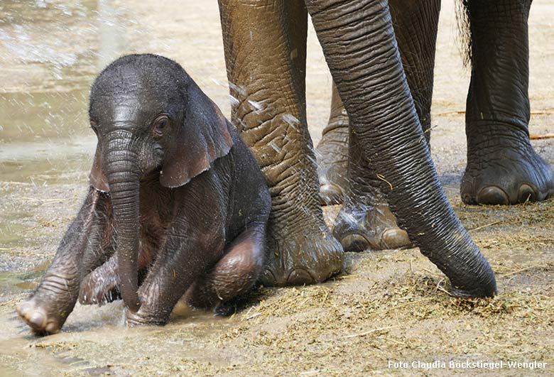 Dusche für Elefanten-Jungtier GUS am 24. April 2019 auf der Außenanlage am Elefanten-Haus im Zoo Wuppertal (Foto Claudia Böckstiegel-Wengler)