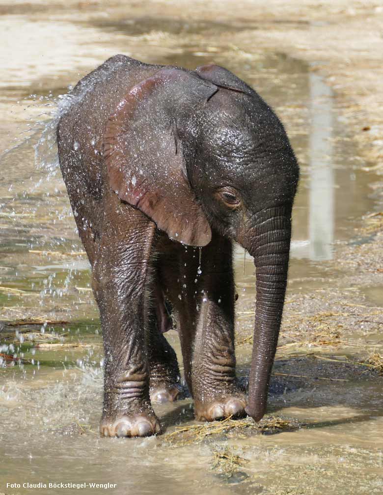 Dusche für Elefanten-Jungtier GUS am 24. April 2019 auf der Außenanlage am Elefanten-Haus im Zoologischen Garten Wuppertal (Foto Claudia Böckstiegel-Wengler)