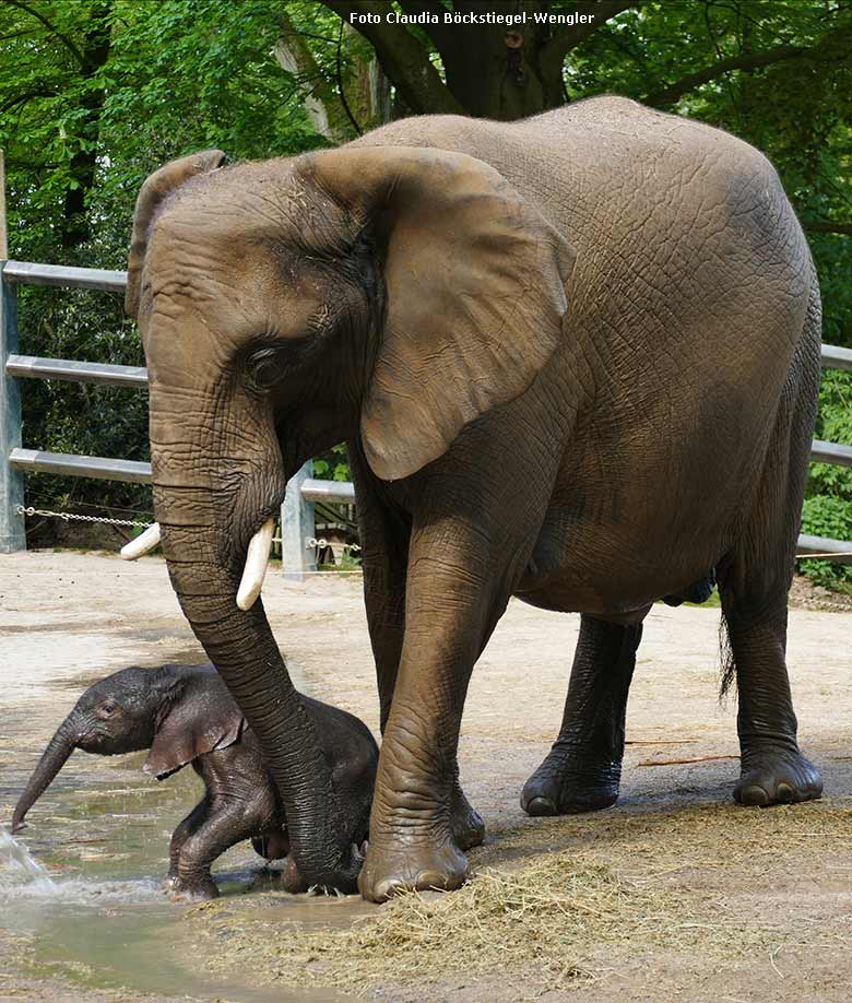 Dusche für Elefanten-Jungtier GUS am 24. April 2019 auf der Außenanlage am Elefanten-Haus im Wuppertaler Zoo (Foto Claudia Böckstiegel-Wengler)