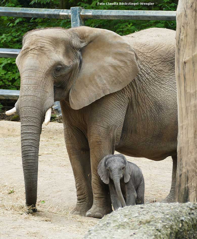 Elefanten-Kuh SABIE mit Elefanten-Jungtier GUS am 24. April 2019 auf der Außenanlage am Elefanten-Haus im Zoologischen Garten Wuppertal (Foto Claudia Böckstiegel-Wengler)