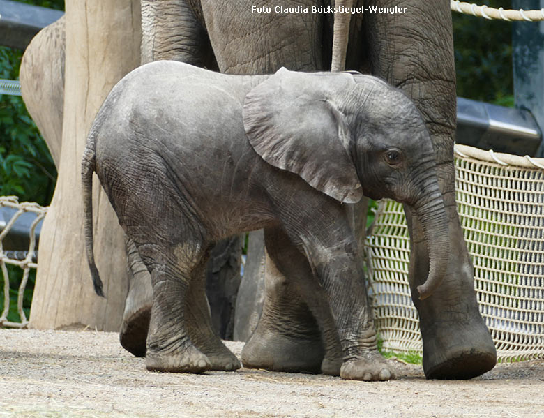 Elefanten-Jungtier GUS am 29. April 2019 auf der Außenanlage am Elefanten-Haus im Grünen Zoo Wuppertal (Foto Claudia Böckstiegel-Wengler)