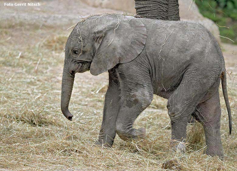 Elefanten-Jungtier GUS am 1. Mai 2019 auf der Außenanlage am Elefanten-Haus im Grünen Zoo Wuppertal (Foto Gerrit Nitsch)