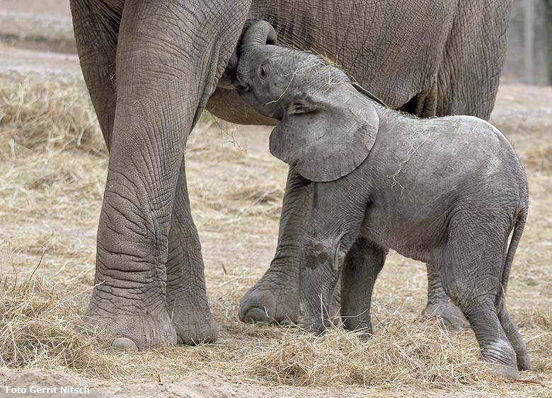 Elefanten-Jungtier GUS am 1. Mai 2019 auf der Außenanlage am Elefanten-Haus im Zoo Wuppertal (Foto Gerrit Nitsch)