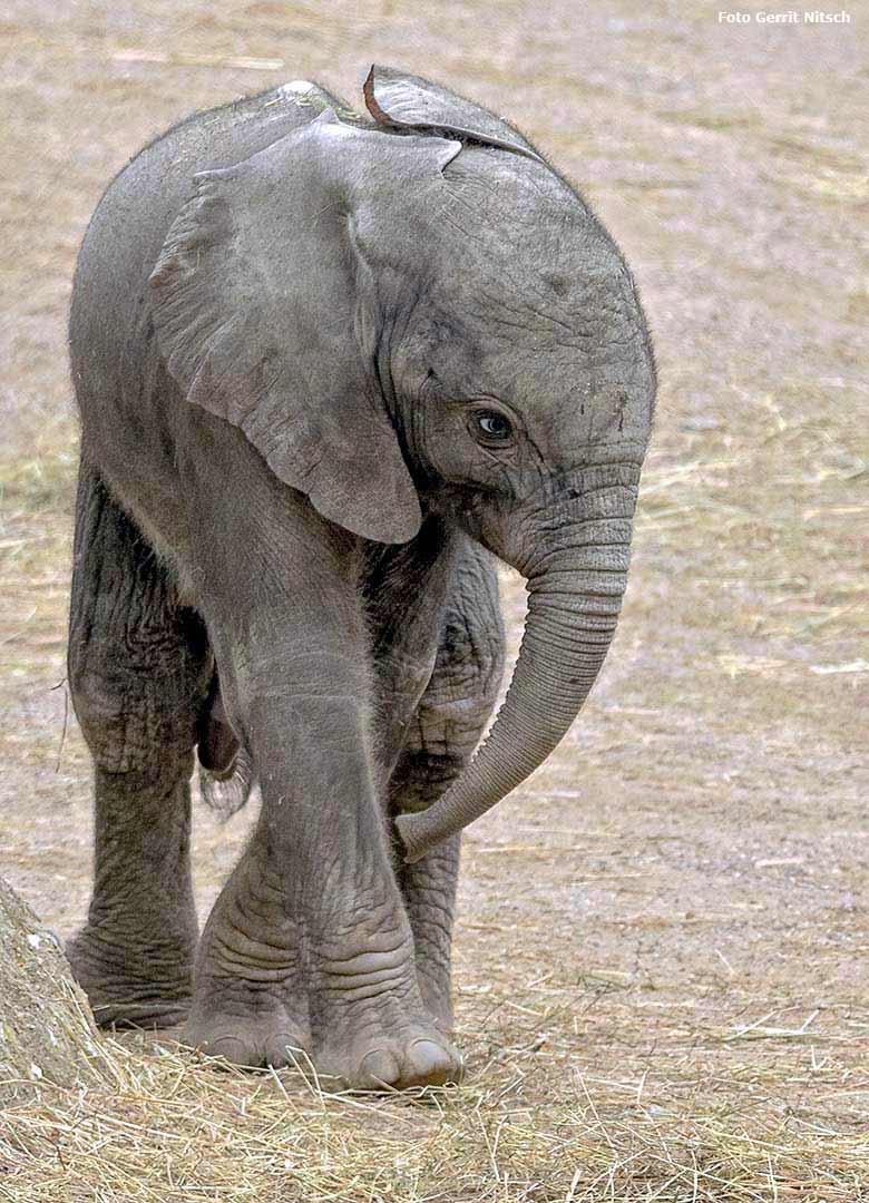 Elefanten-Jungtier GUS am 1. Mai 2019 auf der Außenanlage am Elefanten-Haus im Wuppertaler Zoo (Foto Gerrit Nitsch)