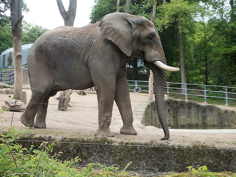 Afrikanischer Elefanten-Bulle TUSKER am 18. Mai 2019 auf der großen Außenanlage im Grünen Zoo Wuppertal